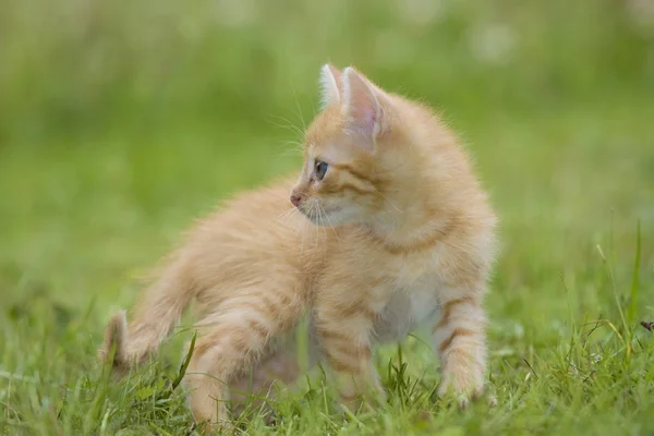 Giocare Gatto Bambini Sul Prato Verde — Foto Stock