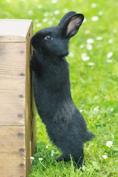 Kaninbarn Våren — Stockfoto