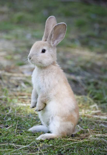 Kaninbarn Våren — Stockfoto