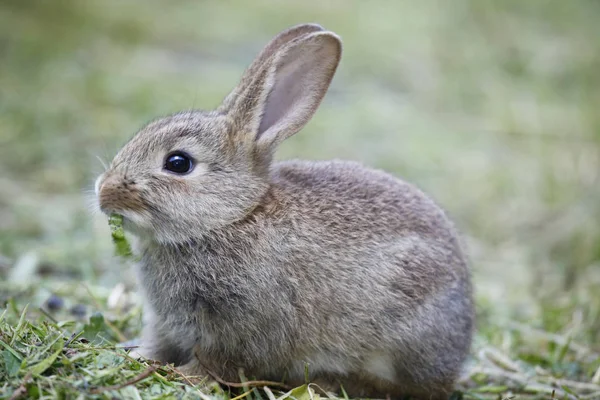 春天里的兔子宝宝 — 图库照片