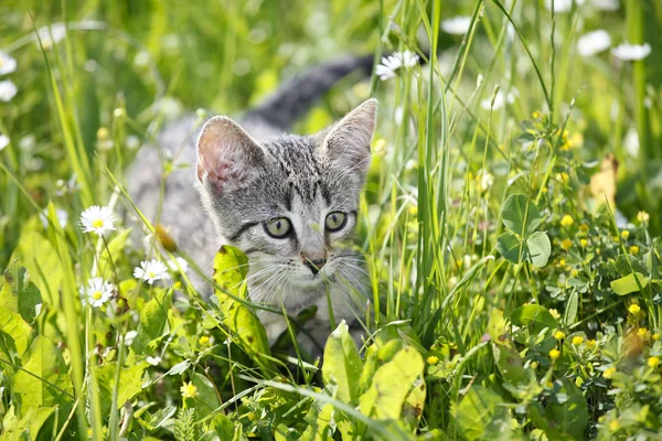 Katten Spelen Natuur Kattenportretten — Stockfoto