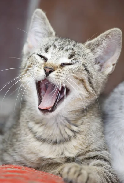 緑の草原で猫の子供たちを — ストック写真