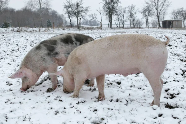 两只家猪在冬天的牧场上 — 图库照片