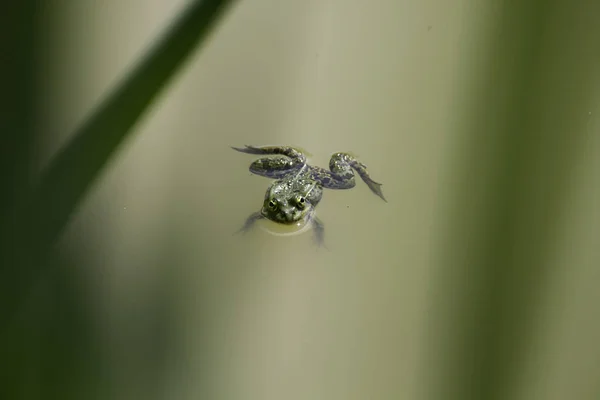 Katak Musim Semi Dalam Air — Stok Foto