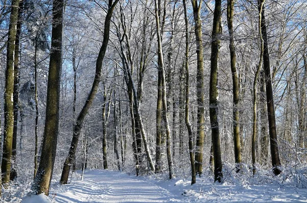 Floresta Inverno — Fotografia de Stock