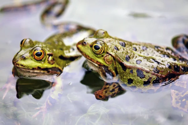 pond frogs in the spawning grounds