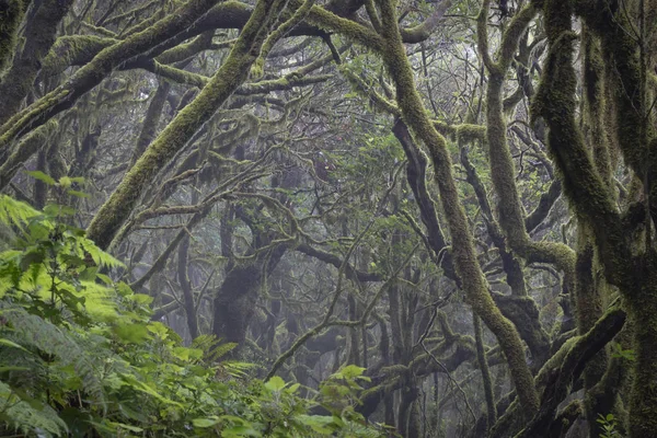 Mlhavý Vavřínový Les Sopečném Ostrově Gomera Kanárských Ostrovech Národní Park — Stock fotografie