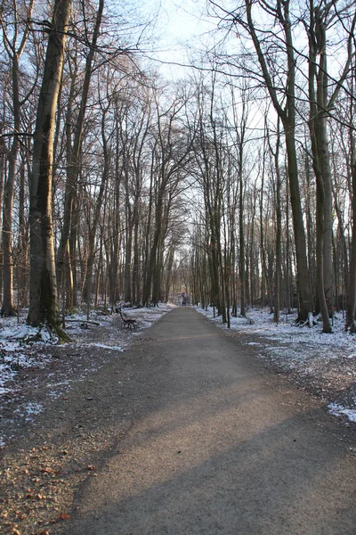 Sentier Forestier Hiver — Photo