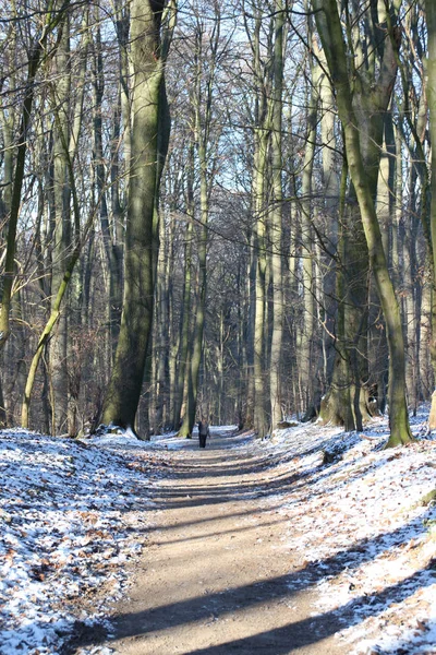 Kışın Bir Orman Yolu — Stok fotoğraf