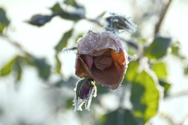 Rote Rose Mit Frost Bedeckt — Stockfoto