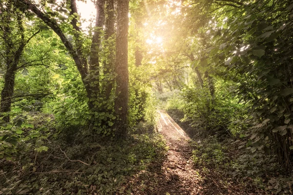 Ruta Iluminada Por Sol Bosque Durante Amanecer —  Fotos de Stock