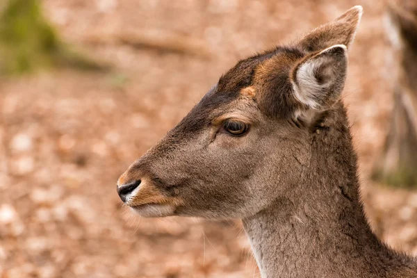 Primer Plano Los Animales Zoológico — Foto de Stock