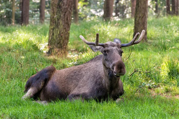 ブラウンムースの動物 エルク — ストック写真