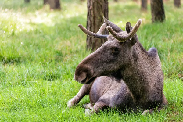 ブラウンムースの動物 エルク — ストック写真