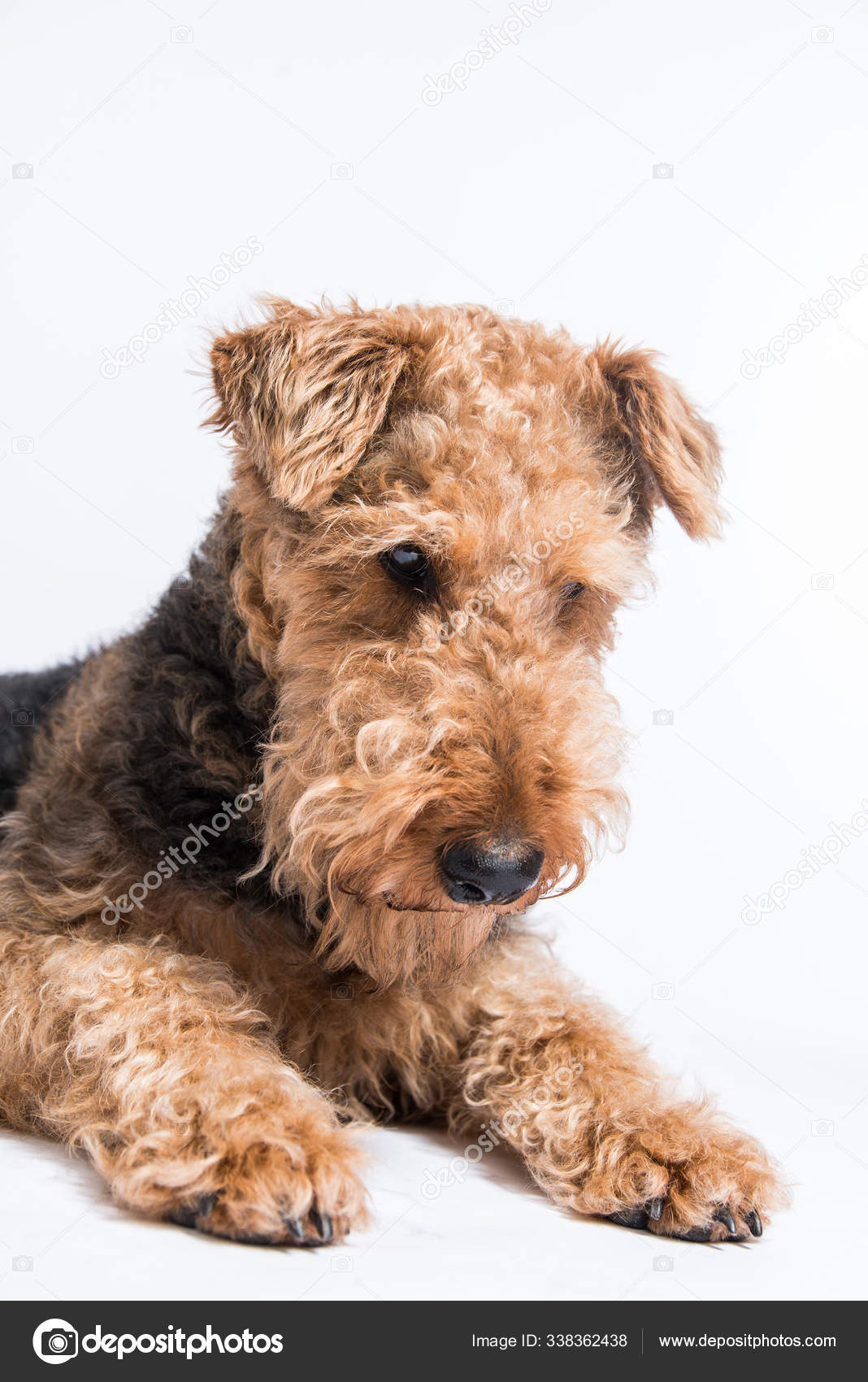 Airedale Terrier Curly Hair Airedale Terrier Terrier Airedale