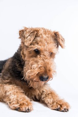 Airedale terrier, brown curly dog clipart
