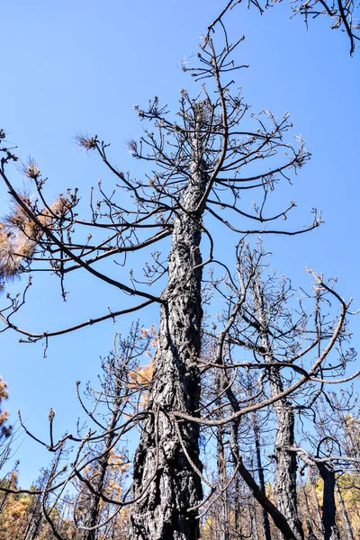 Virkninger Brann Skog Kanariøyene Spania – stockfoto