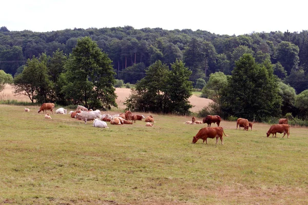Vacche Vitelli Pascolo Estate Saarland Germania — Foto Stock