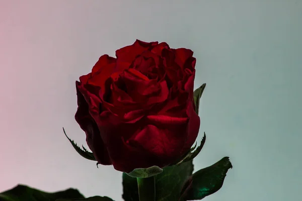 Detailní Pohled Růže Odrazem — Stock fotografie