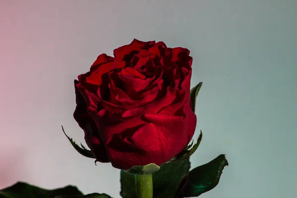 Detailní Pohled Růže Odrazem — Stock fotografie
