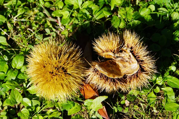 fruit cup of sweet chestnut (castanea sativa),lucca,tuscany,italy