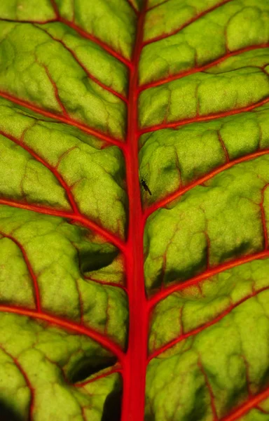 Hoja Verde Textura Fondo —  Fotos de Stock