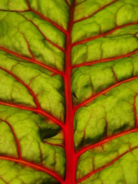 Hoja Verde Textura Fondo —  Fotos de Stock