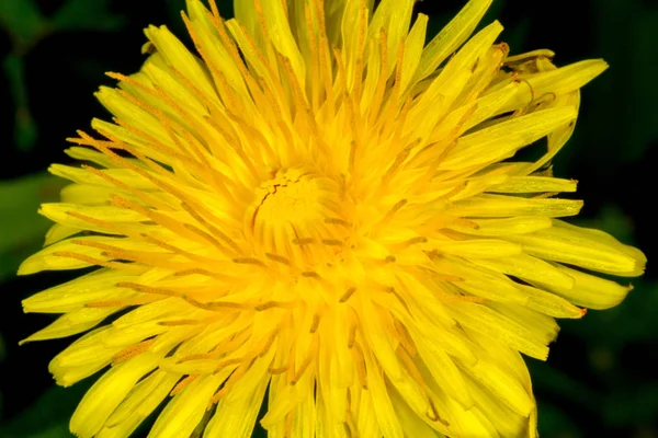 Gyönyörű Kilátás Nyílik Természetes Pitypang Virág — Stock Fotó