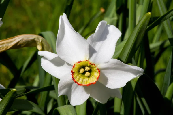 Narcissus Bahar Çiçeği Yaprakları Flora — Stok fotoğraf