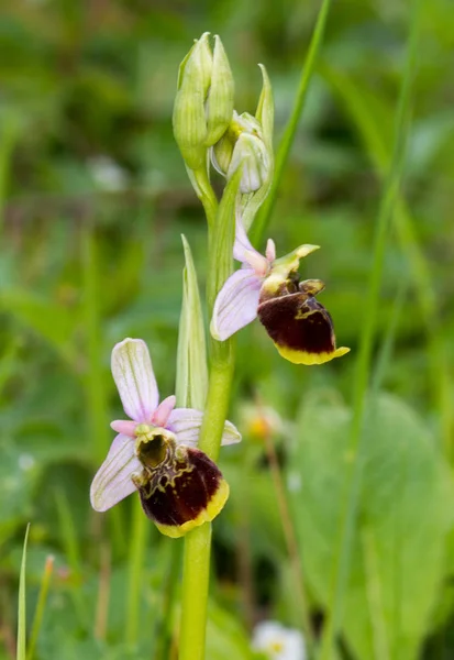 Belles Fleurs Orchidée Fleurissent — Photo