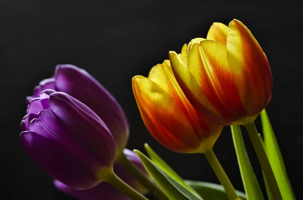 Hermosa Vista Las Flores Tulipán Naturales — Foto de Stock
