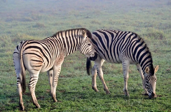 Preto Branco Zebras Animais — Fotografia de Stock