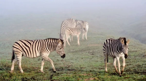 Zwart Wit Zebra Dieren — Stockfoto