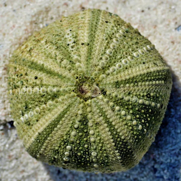 Primo Piano Del Riccio Mare — Foto Stock