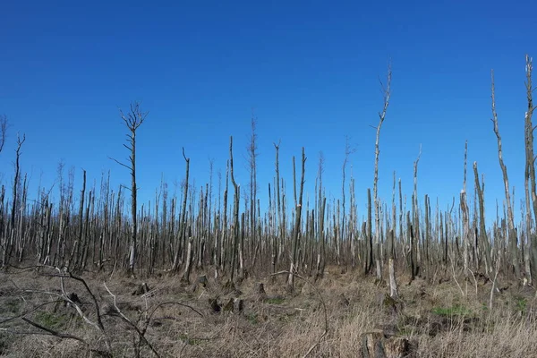 Dead Forest Flood – stockfoto