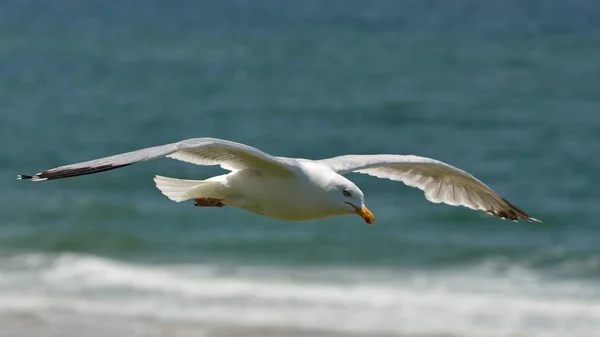 Fiskmås Larus Michahellis Flygning — Stockfoto