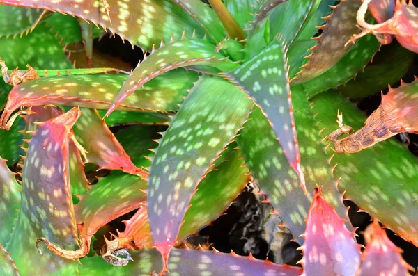 Aloe Vera Foglie Floreali Verdi — Foto Stock