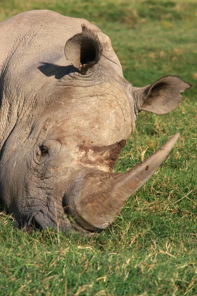 Rhino Animals Wildlife Flora Fauna — Stock Photo, Image