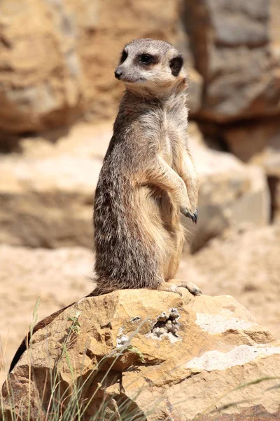 Animais Meerkat Vida Selvagem Suricata Suricatta — Fotografia de Stock