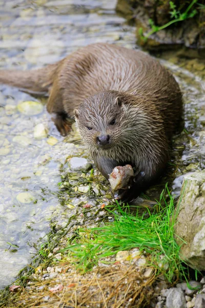 Otter Encuentra Borde Del Agua Come Pez — Foto de Stock