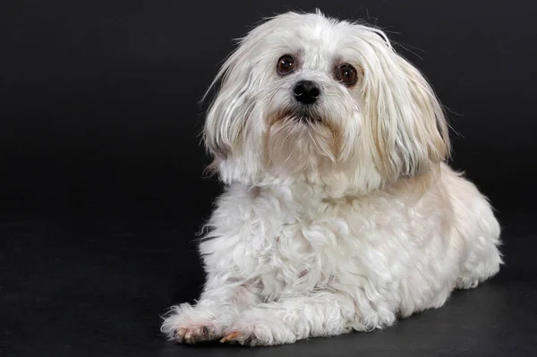 Rassehund Liegend Weiss Studioaufnahme — Stockfoto