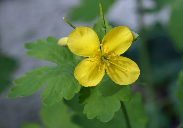 Pianta Medicinale Celandina Giallo Chelidonium Majus — Foto Stock