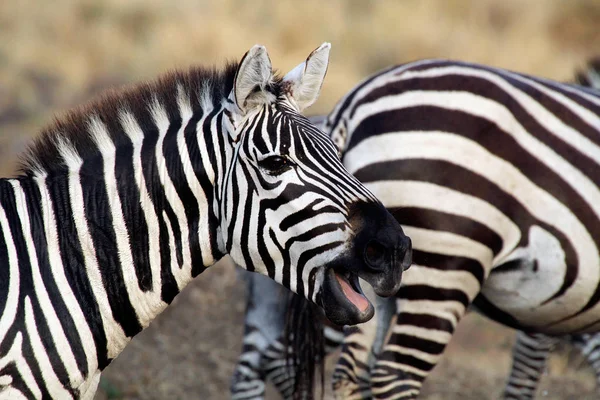 Ritratto Una Zebra Chiamante Equus Quagga — Foto Stock