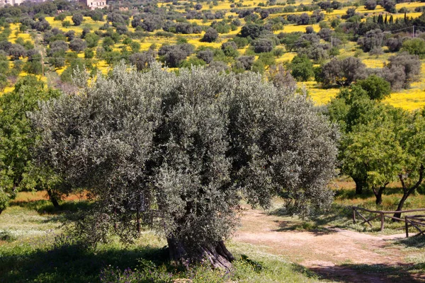 Ulivo Nel Paesaggio Dell Europa Meridionale — Foto Stock