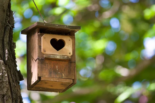 Casa Pássaros Pendurada Árvore Com Orifício Entrada Forma Coração — Fotografia de Stock