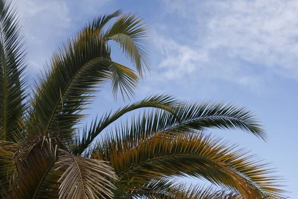 Palmen Vor Blauem Himmel — Stockfoto