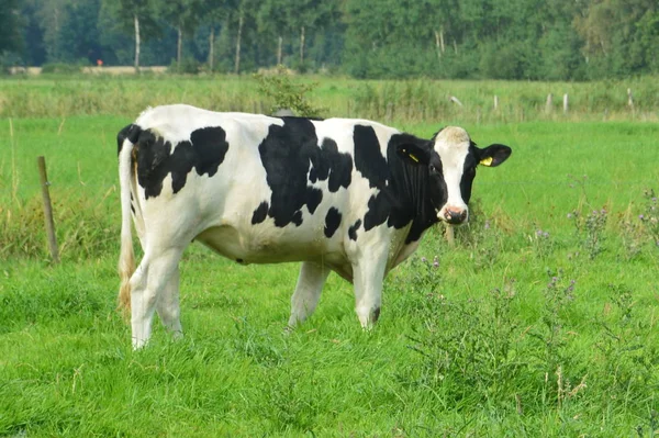 Visão Panorâmica Agricultura Foco Seletivo — Fotografia de Stock