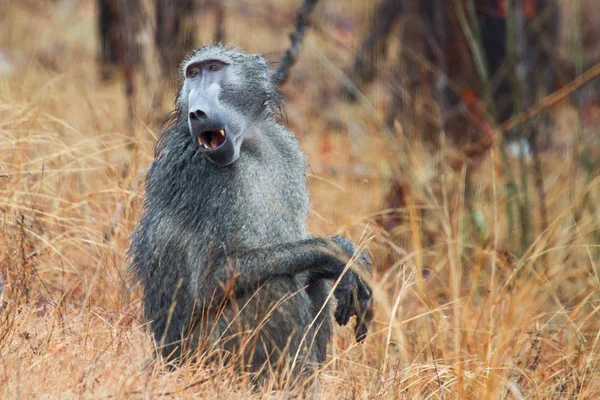 Thèmes Animaux Singe Dans Nature — Photo