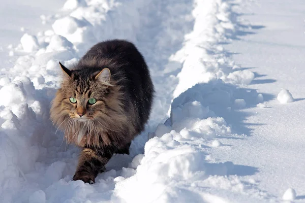 Grazioso Giovane Gatto Foresta Norvegese Neve — Foto Stock