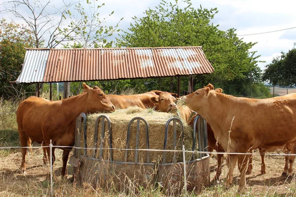 夏の間に食べる茶色の牛 ドイツのサールラント州 — ストック写真